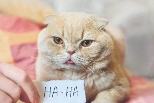 HAHAと書かれた紙と猫