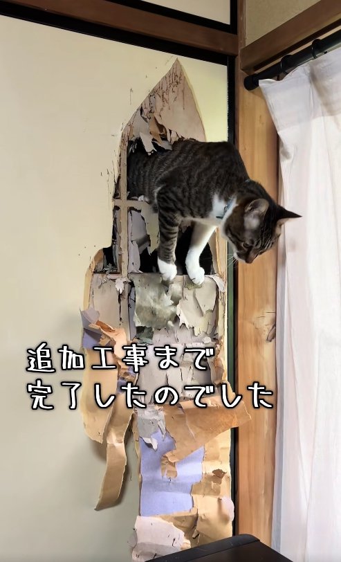 穴の空いたふすまから上半身を出している猫