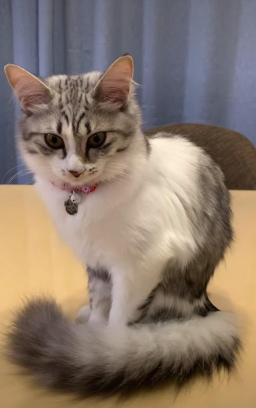 成長した猫
