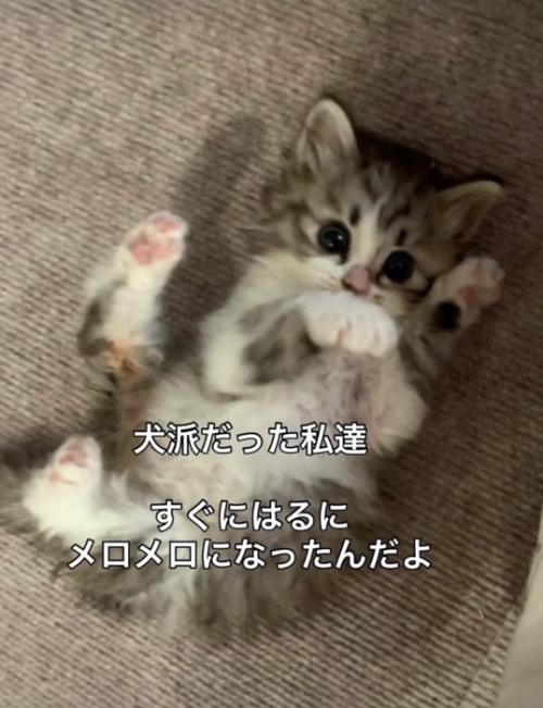 足元に戯れる子猫