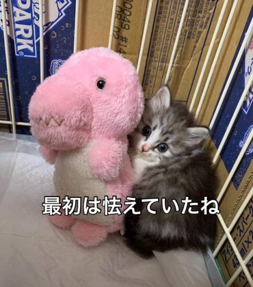 怯える子猫2