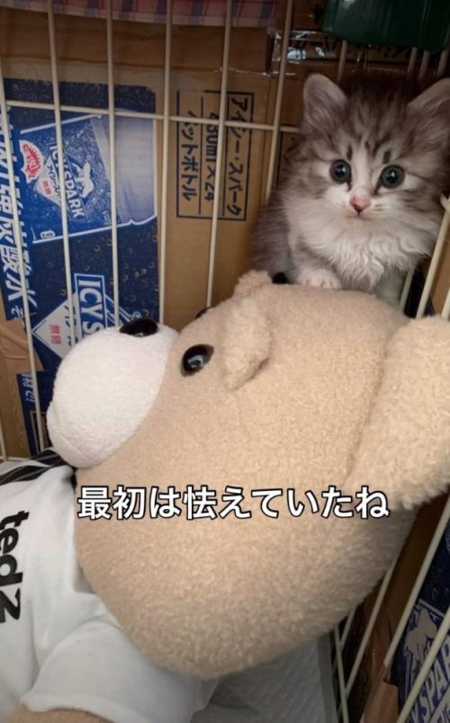 怯える子猫
