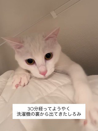 怖くて隠れていた猫