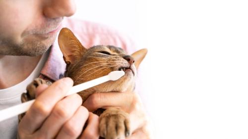 男性に歯磨きされる猫