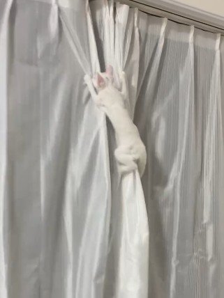 カーテンを登る猫