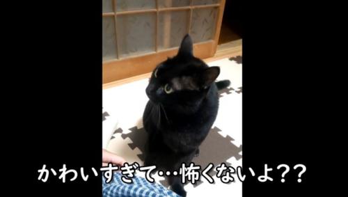 黒猫