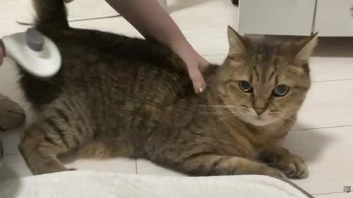 こちらを見つめるみにらくん