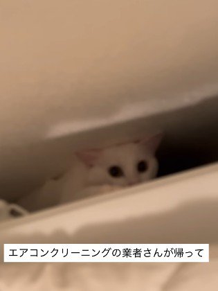洗濯機裏に潜む猫