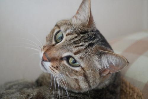 振り向く猫