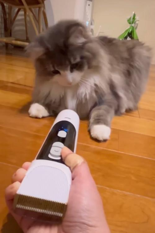 バリカンの前に座る猫