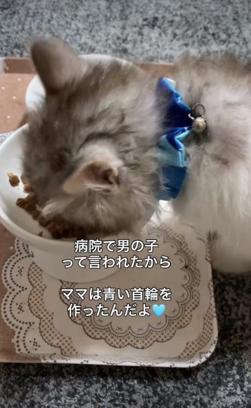 仰向けに寝転ぶ子猫