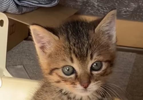 子猫の顔