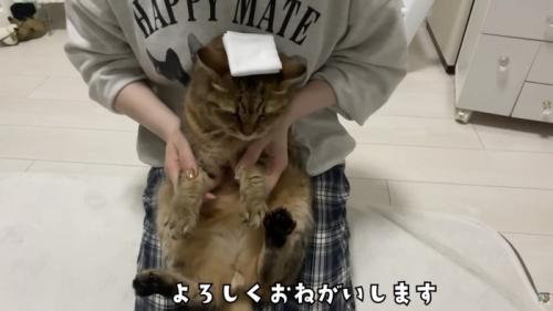 よろしくおねがいします