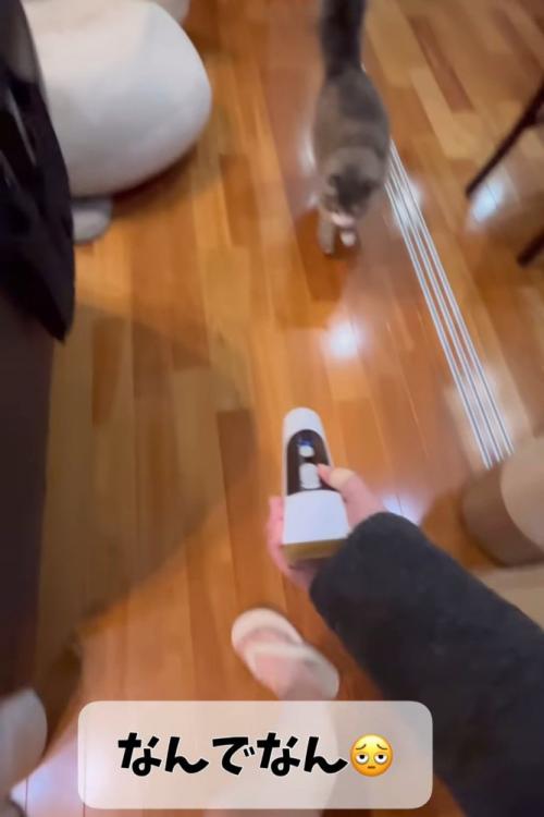 バリカンを追いかける猫