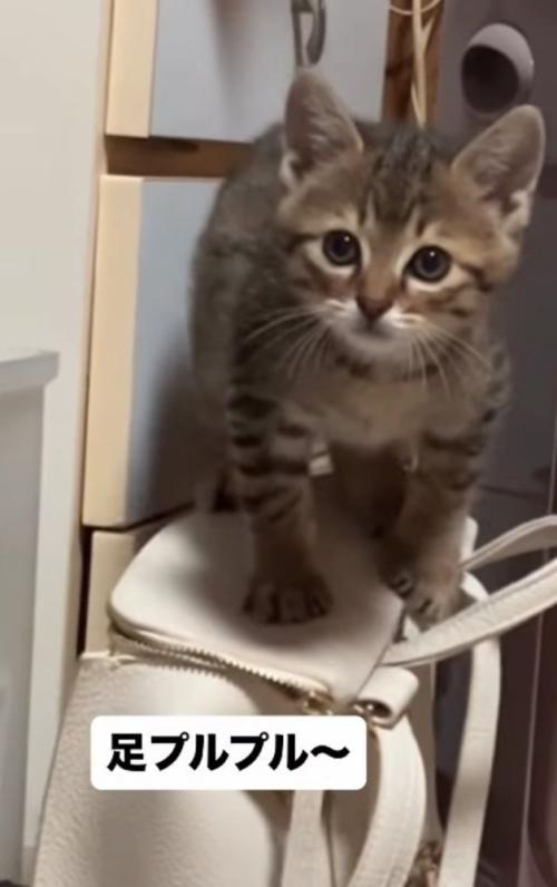 バッグの上にのぼる子猫