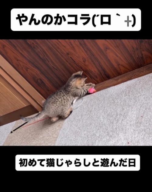 猫じゃらしで遊ぶ子猫
