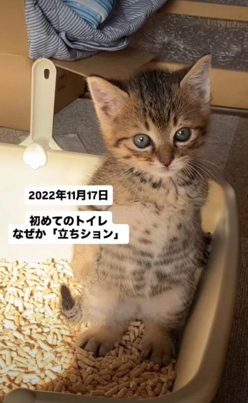 立ち姿の子猫