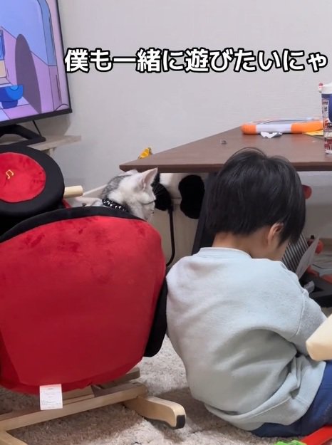遊んでいる子供を見ている子猫