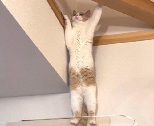壁を掴む猫