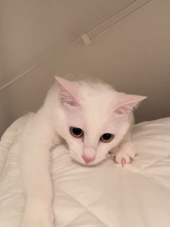ゾンビみたいな猫