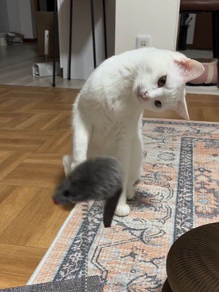 異様に首を曲げる猫
