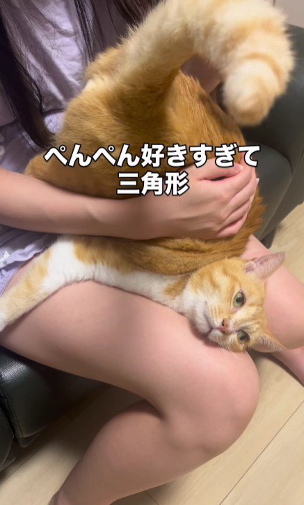 お尻を叩いてもらっている猫