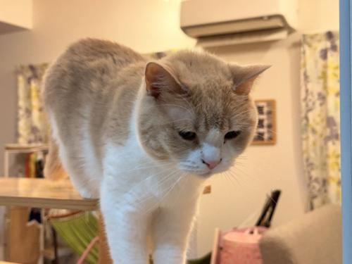 前のめりな猫