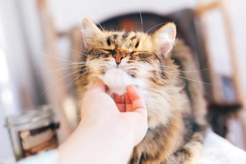 喉を撫でられてゴロゴロ鳴らす猫