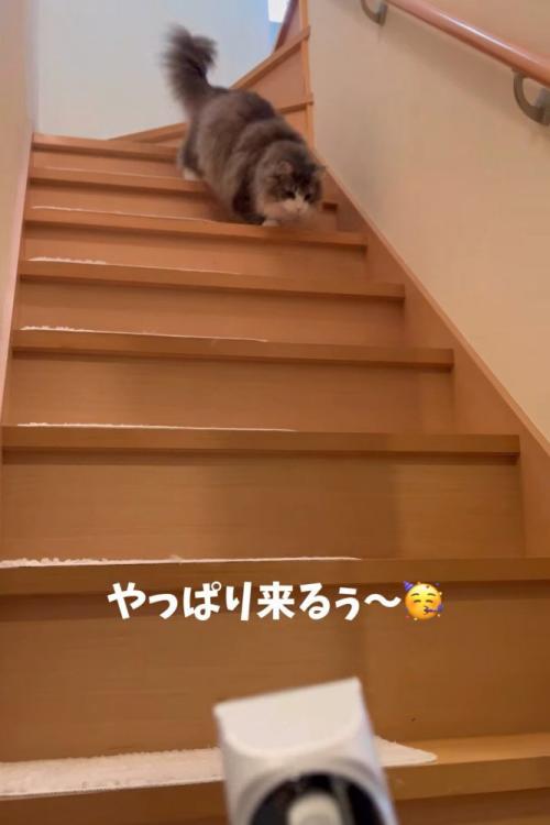 階段を下りてくる猫