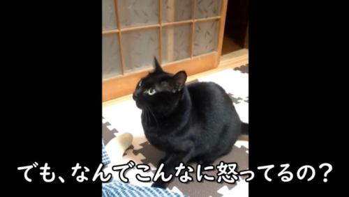 おこる黒猫