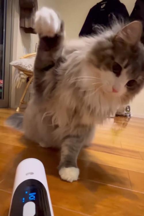 猫パンチしようとする猫
