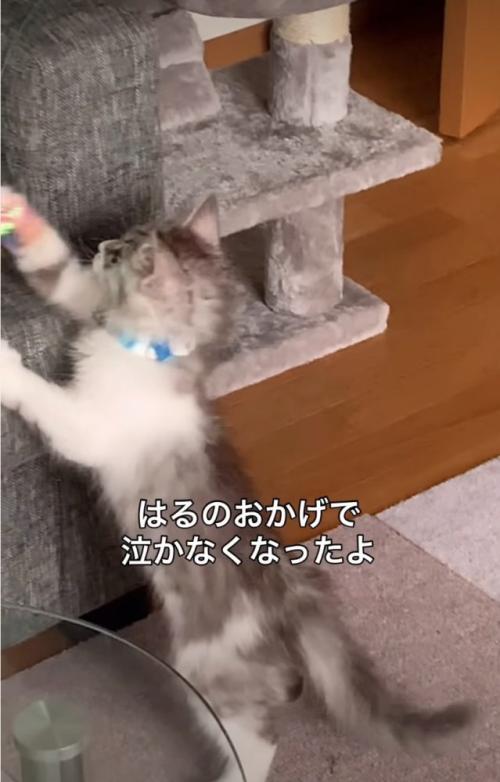ご飯を食べる子猫