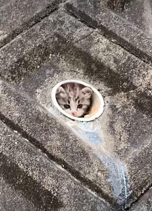 水抜き穴の中にいた子猫
