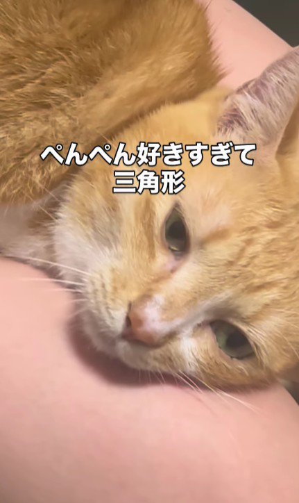 お尻を叩いてもらっている猫