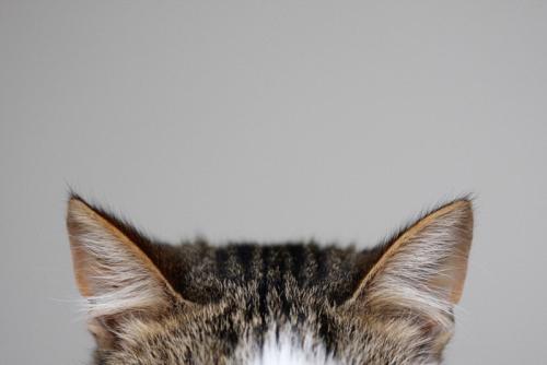 猫の耳