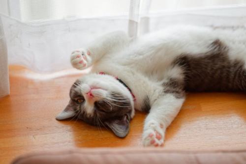 仰向けで寝ている猫