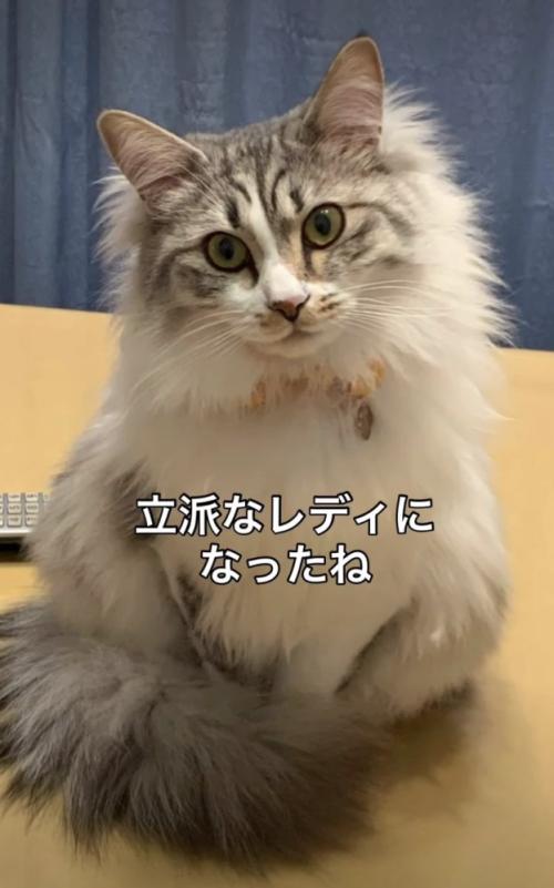 成長した猫2