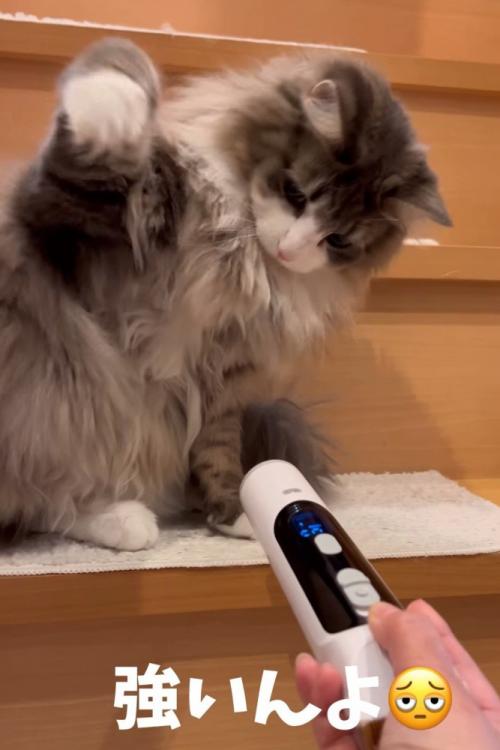 階段で猫パンチする猫