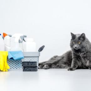 猫に『消毒液』が危険すぎる3つの理由　起こりうるトラブルから安全対策の方法まで