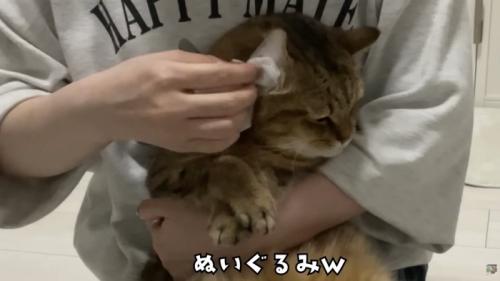 ぬいぐるみのよう
