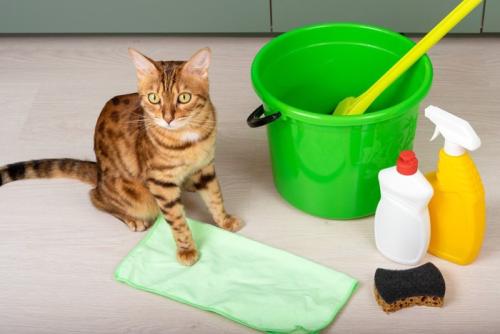 猫と消毒液