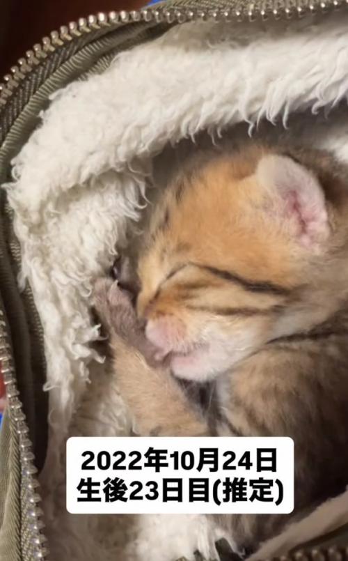 赤ちゃん猫