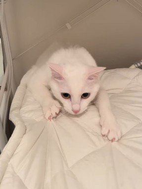 やっと外に出てこられた猫