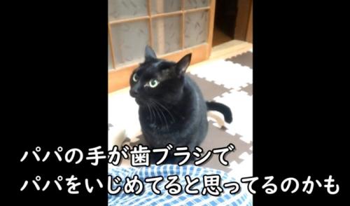 おこる猫