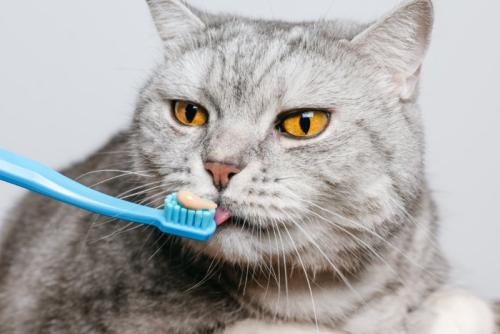 歯磨きペーストを舐める猫