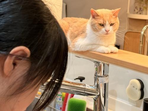 料理を見守る猫