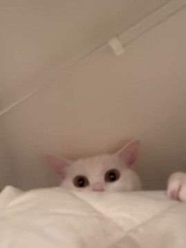 洗濯機裏をよじのぼる猫