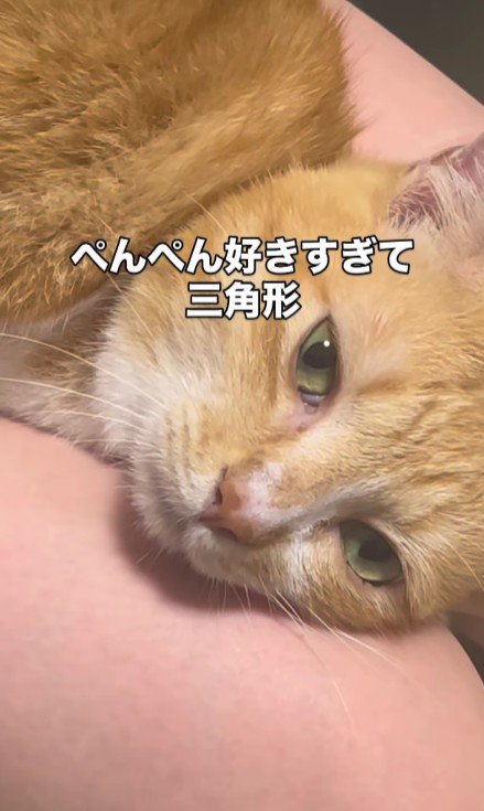 お尻を叩いてもらっている猫