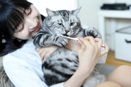 歯磨きを嫌がる猫