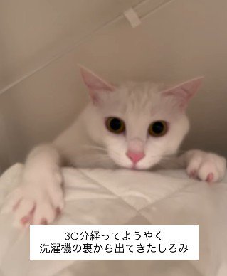 這い出てきた猫
